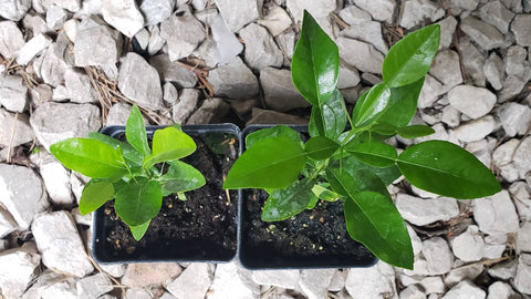 Kaffir Lime Tree - Citrus Hystrix Makrut Starter Live Plants - 1 Seedling
