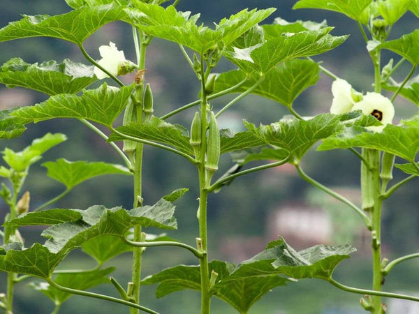 Okra Abelmoschus Esculentus Starter Live Plants - 4 Seedlings