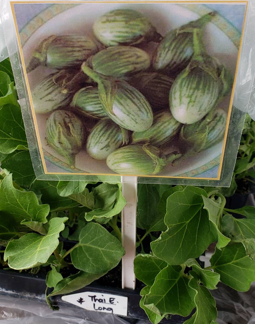 Long Thai Green Eggplant Starter Plants - 4 Seedlings