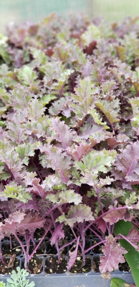 Kale Redbor Starter Live Plants - 6 Seedlings