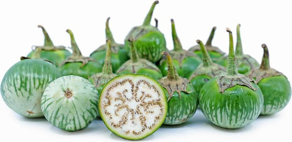 Thai Green Eggplant (Small) Starter Live Plants - 4 Seedlings