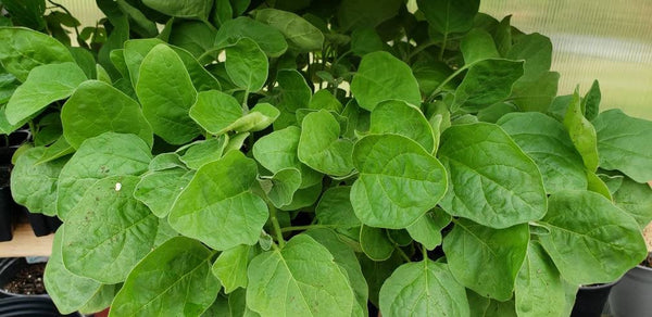 Thai Green Eggplant (Small) Starter Live Plants - 4 Seedlings