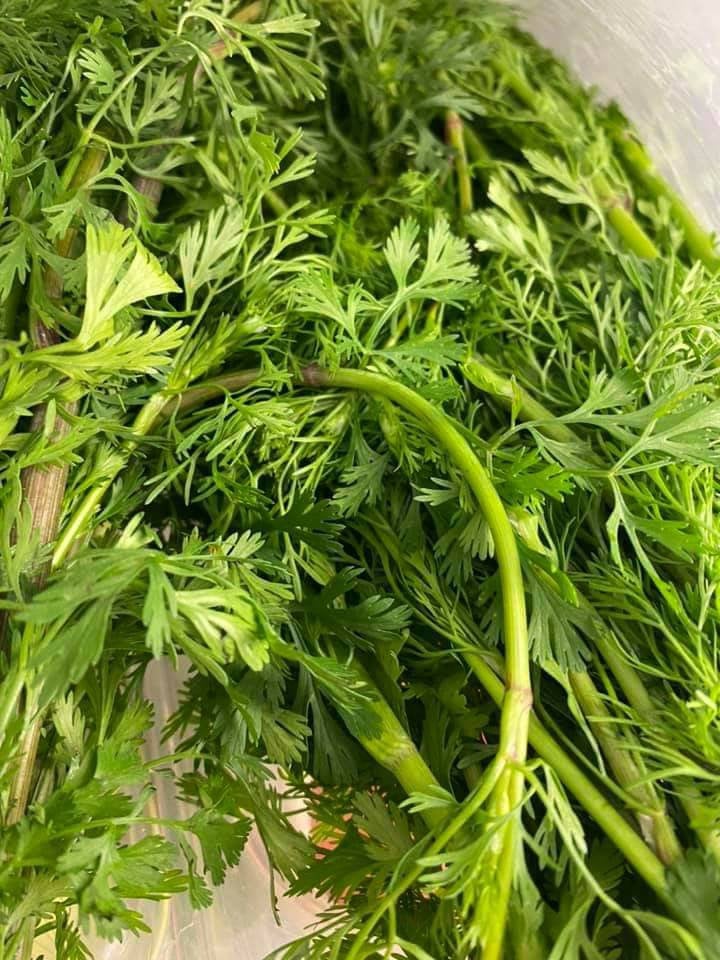 Coriander Cilantro Seeds Heirloom Herbs Non-GMO (300+ Seeds)