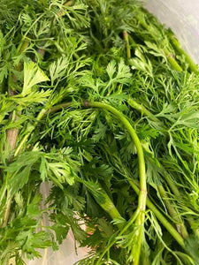 Coriander Cilantro Seeds Heirloom Herbs Non-GMO (300+ Seeds)