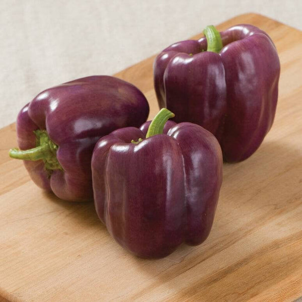 Sweet Bell Pepper Starter Live Plant Variety Colors - 4 Seedlings