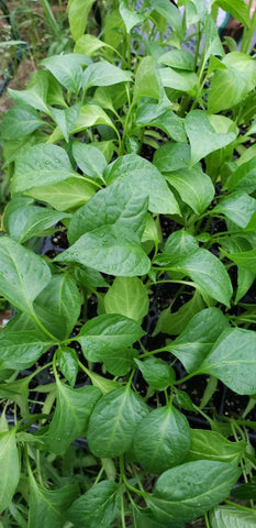 Jedi Jalapeño Pepper Starter Plants - 4 Seedlings