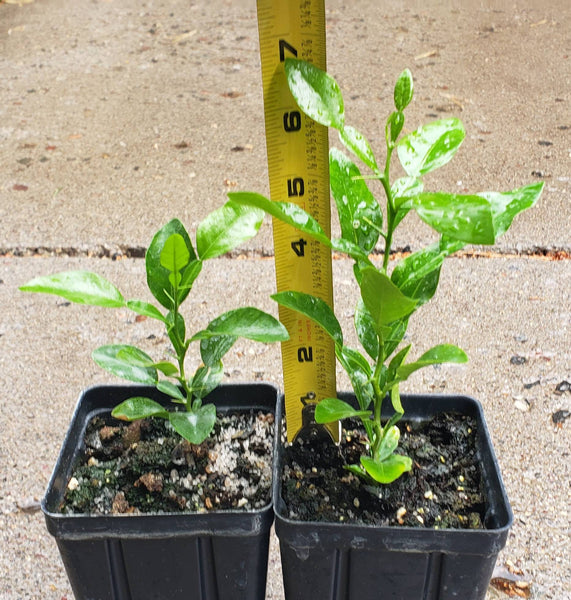 Kaffir Lime Tree - Citrus Hystrix Makrut Starter Live Plants - 1 Seedling