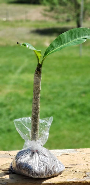Plumeria Frangipani Cutting Live Plant (1 Pre-rooted) - Mystery Rare Color 10-12"