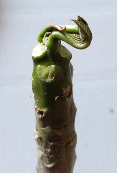 Plumeria Frangipani Cutting Live Plant (1 Pre-rooted) - Mystery Rare Color 10-12"