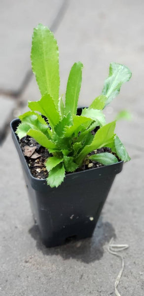 Culantro Herbs Starter Plants - 2.5" pot