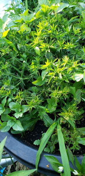 Culantro Recao Seeds Heirloom Herbs Non-GMO (1000+ Seeds)