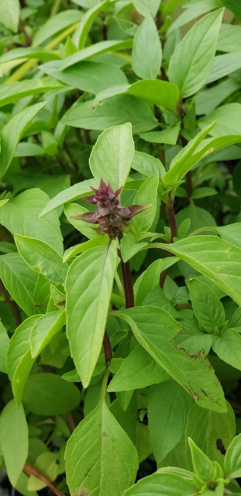 Thai Basil Seeds Herbs Heirloom Non-GMO (1500+ Seeds)