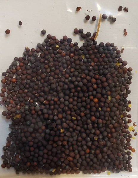 Gai Choy Chinese Mustard Seeds Heirloom Non-GMO (2000+ Seeds)