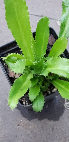 Culantro Herbs Starter Plants - 2.5" pot