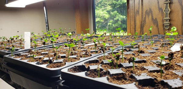 Kaffir Lime Tree - Citrus Hystrix Makrut Seeds
