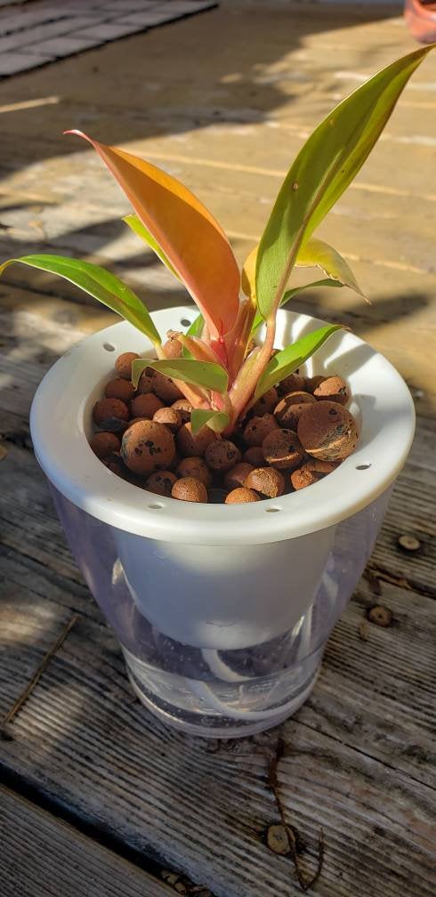 clay pebbles in potted plants Leca Hydroton Expanded Clay Pebbles – Hello May Garden