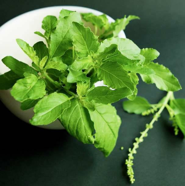 Thai Holy Basil Green Kras Pao Pakapao Tulsi Ocimum Tenuiflorum Herbs Seeds Non-GMO (1000+ Seeds)