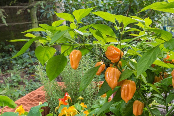 Orange Habanero Pepper Seeds Heirloom Non-GMO (50+ Seeds)