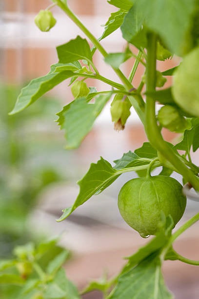 Tomatillo Verde, Green Husk Seeds Heirloom Non-GMO (200+ Seeds)