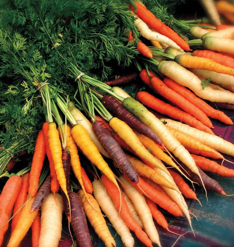 Carrot Rainbow Mix Seeds Heirloom Non-GMO (100+ Seeds)