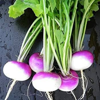 Turnip Purple Top White Globe Seeds Heirloom Non-GMO (250+ Seeds)