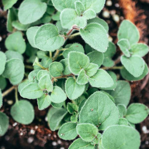 Oregano Greek Seeds Herbs Heirloom Herbs Non-GMO (100+ Seeds)