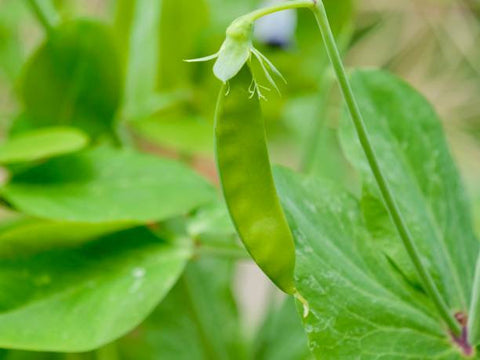 Snow Pea Seeds Heirloom Non-GMO (50+ Seeds)