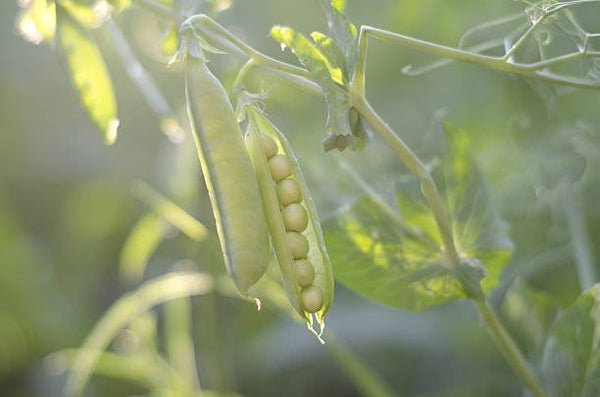 Sugar Snap Pea Seeds Heirloom Non-GMO (50+ Seeds)