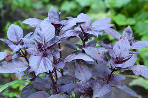 Purple Basil Seeds Herbs Heirloom Non-GMO (100+ Seeds)