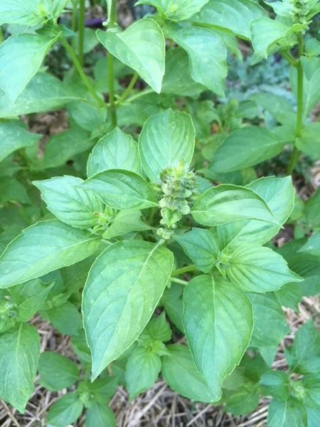 Lemon Basil, Zaub Txwg Ntses Seeds Herbs Heirloom Non-GMO (1500+ Seeds)