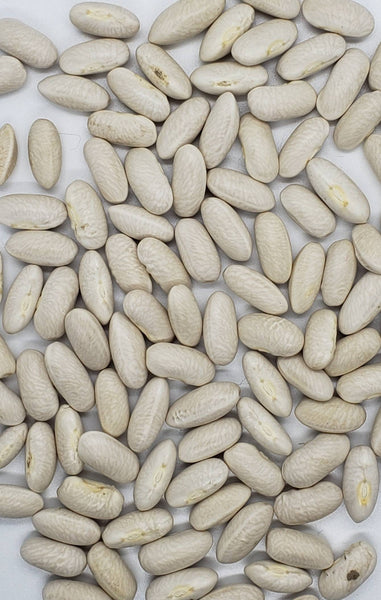 Gold Mine Bean Seeds (Bush Wax) Non-GMO (50+ Seeds)