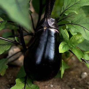 Eggplant Black Beauty Hyb. Seeds Non-GMO (100+ Seeds)