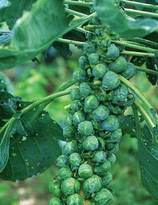 Brussels Sprout Long Island Improved Seeds Non-GMO (300+ Seeds)