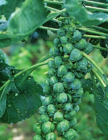 Brussels Sprout Long Island Improved Seeds Non-GMO (300+ Seeds)