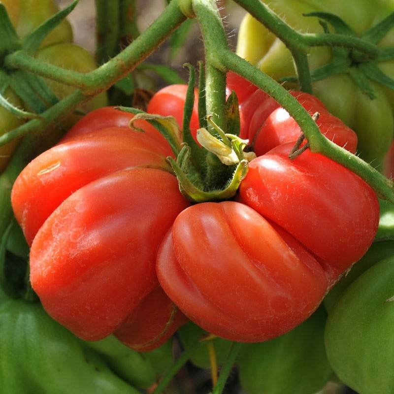 Tomato Zapotec Pleated Seeds Rare Mexican Heirloom Non-GMO (25+ Seeds)