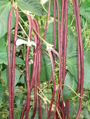 Red Yard Long Bean Seeds Heirloom Non-GMO (50+ Seeds)