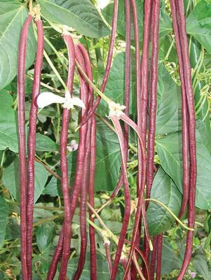 red beans seeds for planting Red Yard Long Bean Seeds Heirloom Non-GMO (50+ Seeds) – Hello May Garden
