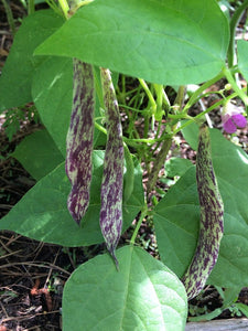 Dragon Tongue Bean Seeds Heirloom Non-GMO (30+ Seeds)