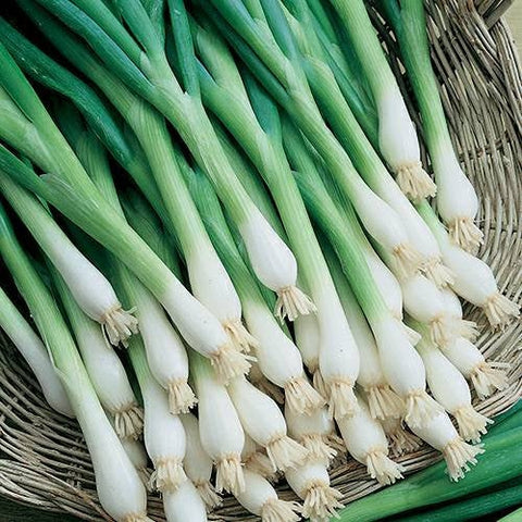 Onion Tokyo Long White Bunching Seeds Herbs Heirloom Non-GMO (200+ Seeds)