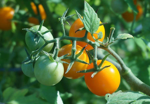 Tomato Golden Boy Seeds Hybrid Non-GMO (20+ Seeds)