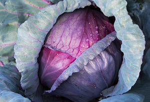 Cabbage Red Acre Seeds Heirloom Non-GMO (200+ Seeds)