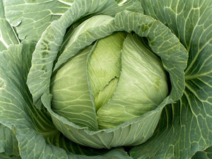 Cabbage Late Flat Dutch Seeds Heirloom Non-GMO (200+ Seeds)