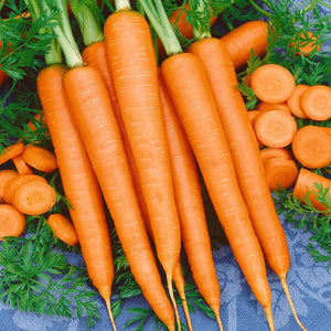 Carrot Tendersweet Seeds Heirloom Non-GMO (200+ Seeds)