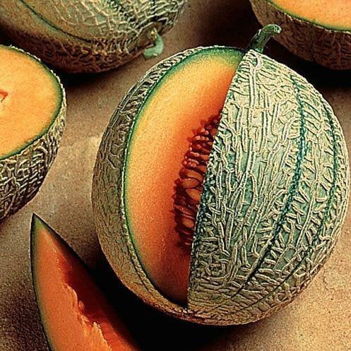 Cantaloupe Minnesota Midget Seeds Heirloom Non-GMO (50+ Seeds)