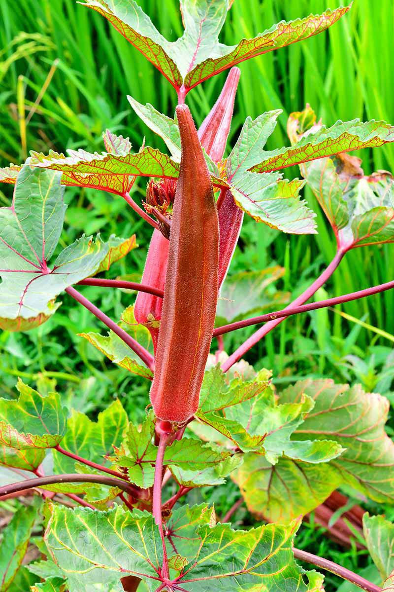Okra Red Burgundy Seeds Heirloom Non-GMO (50+ Seeds)