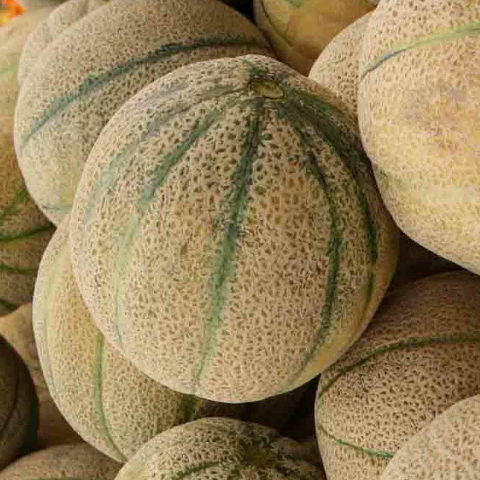 Cantaloupe Honey Rock Seeds Heirloom Non-GMO - 50+ Seeds