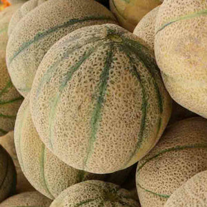 Cantaloupe Honey Rock Seeds Heirloom Non-GMO - 50+ Seeds
