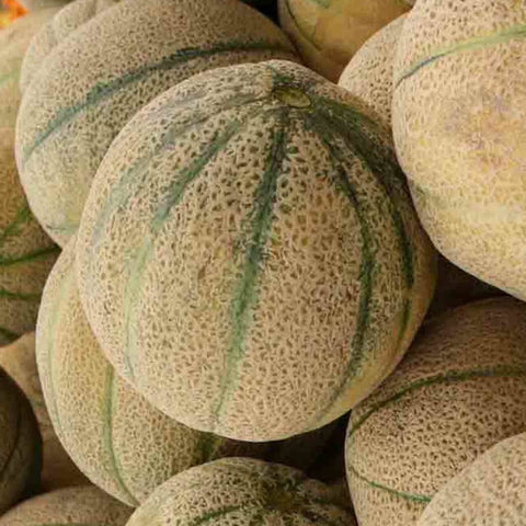Cantaloupe Honey Rock Seeds Heirloom Non-GMO - 50+ Seeds