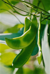 Bean Lima Fordhook 242 Bush Seeds Heirloom Non-GMO (25+Seeds)