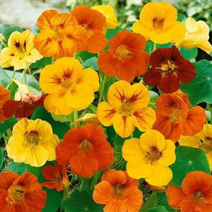 Flower Nasturtium, Dwarf Jewel Mix Seeds Non-GMO (50+ Seeds)